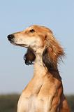 SALUKI 011